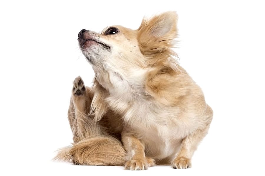 antiparasitarios pulgas perros