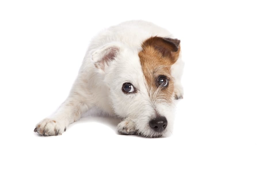 Como saber se o seu cão tem leishmaniose
