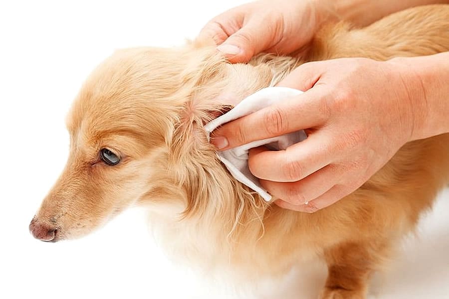 Limpiar los oídos de perros, productos naturales