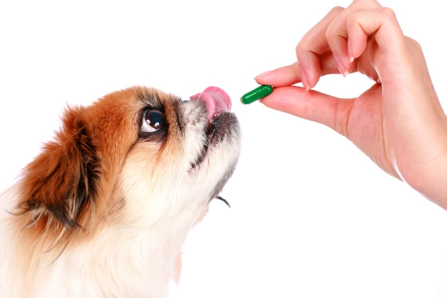 Medicamentos veterinarios en la farmacia