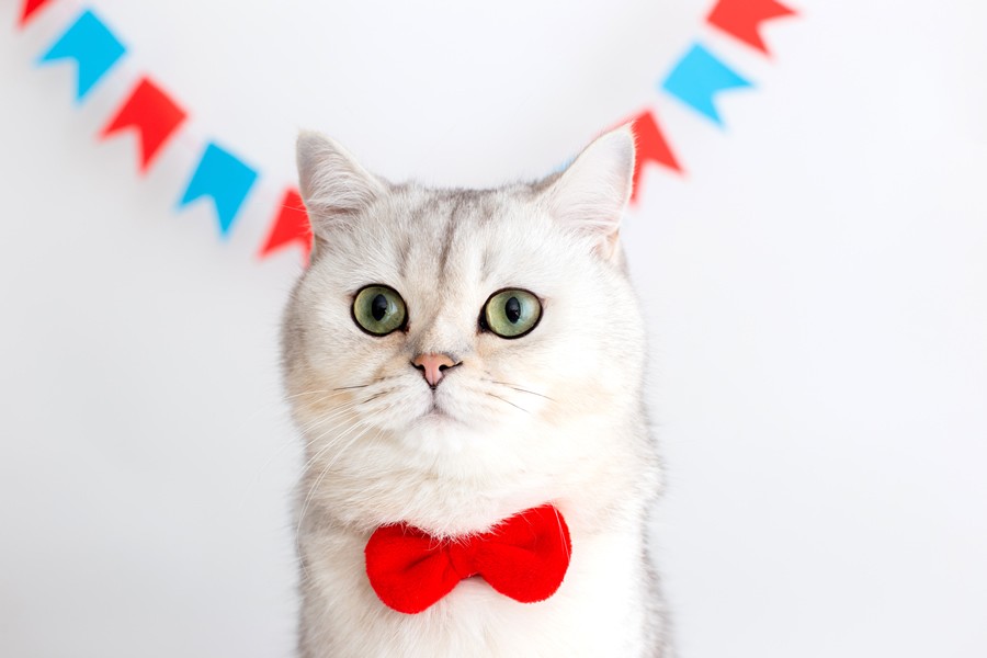 Día del Gato ¿Por qué se celebra tres veces al año?