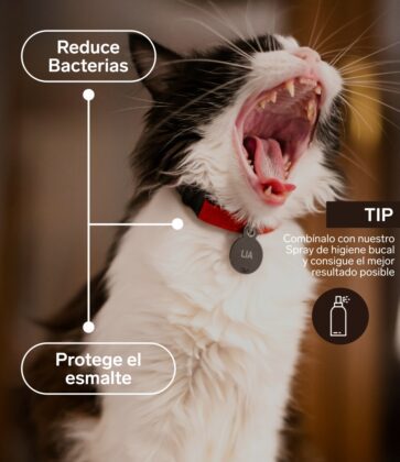 Higiene bucodental gatos 1