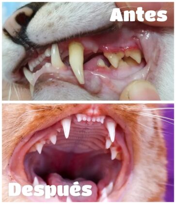 Higiene bucodental gatos 5