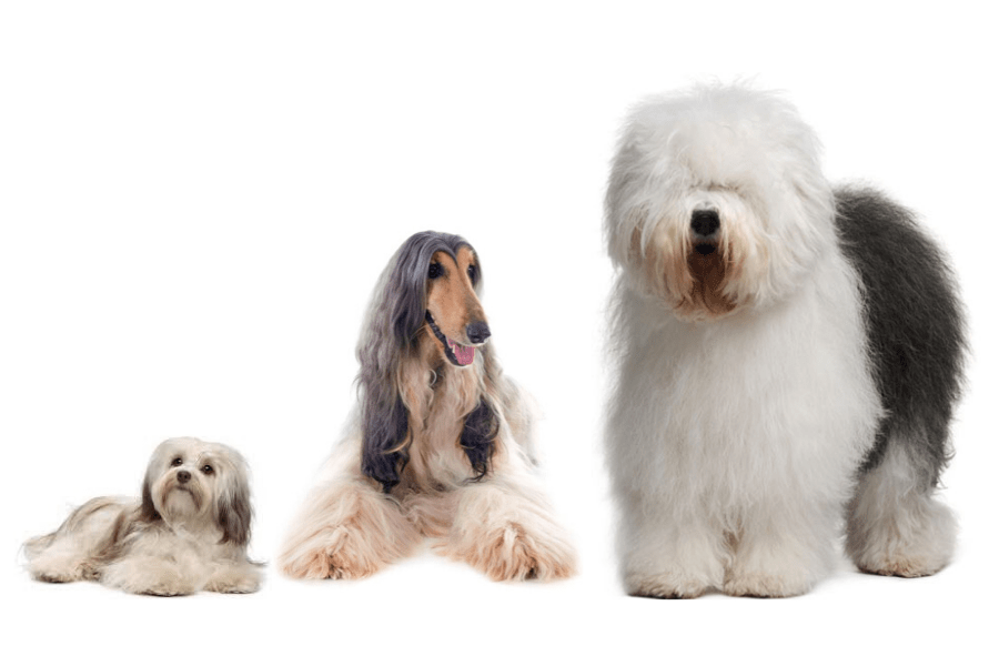 Perros de pelo largo: cuidados y recomendaciones