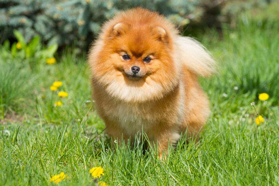 Pomerania raza perros
