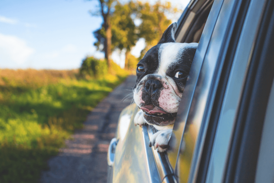 Dicas para viajar em segurança com um cão no carro