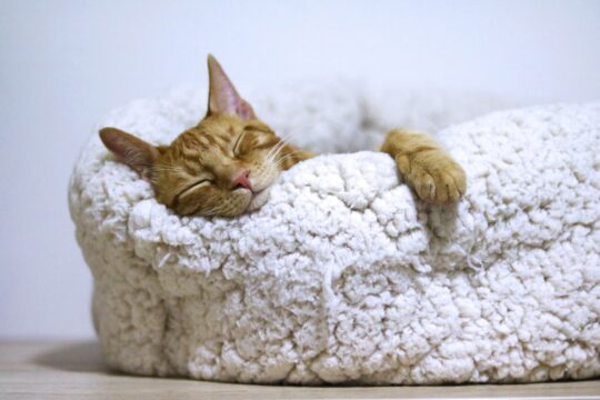 cama gato antiparasitario en polvo