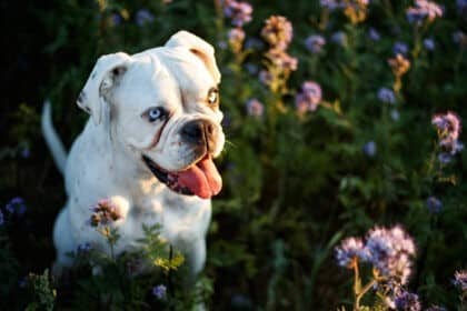 alergia al polen perros