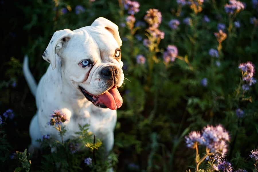 alergia al polen perros