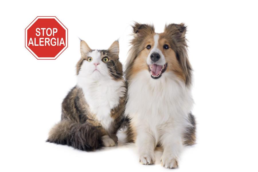 Alergias en perros y gatos, consejos para detectarlas a tiempo