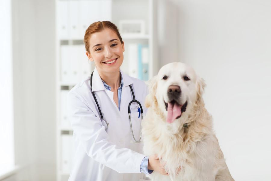 Consulta veterinaria por efectos secundarios