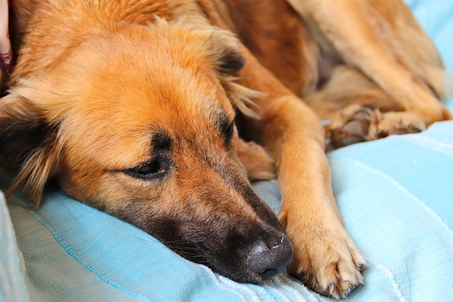 Artrosis canina: causas, síntomas y tratamientos