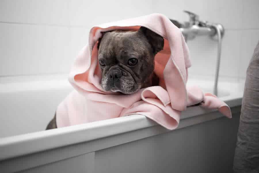 5 Consejos para bañar a tu perro por primera vez
