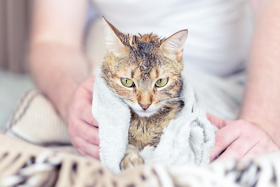 Bañar a tu gato por primera vez: cuándo y cómo hacerlo