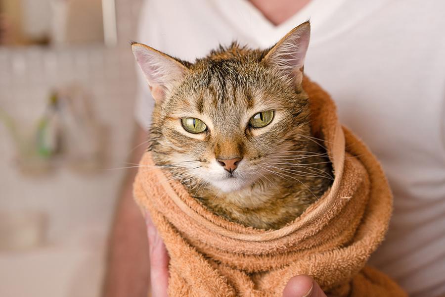 5 tips para bañar a tu gato por primera vez