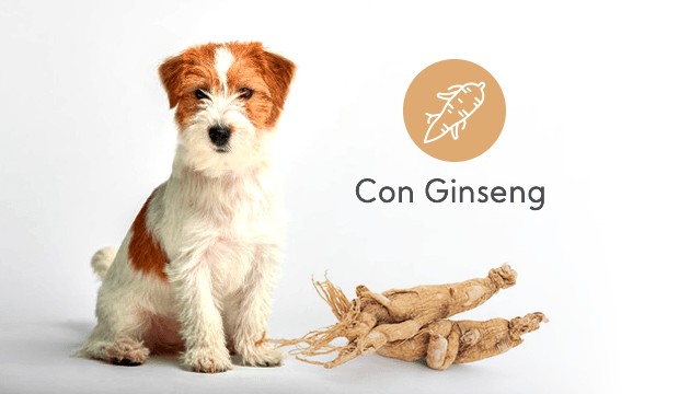 Higiene para tu perro con extracto de ginseng