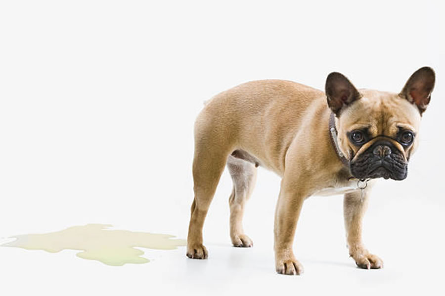 Cistitis en perros, común en verano. Síntomas y tratamiento