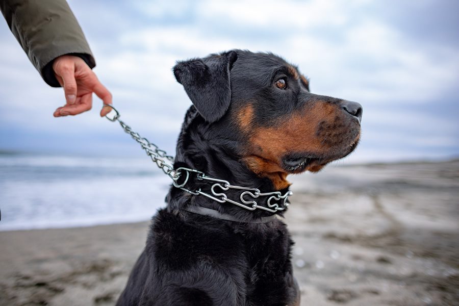 Collares de perros prohibidos por la nueva Ley de Bienestar Animal