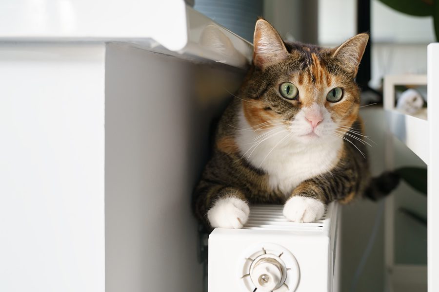 ¿Sabes cómo afecta la calefacción a tu mascota?