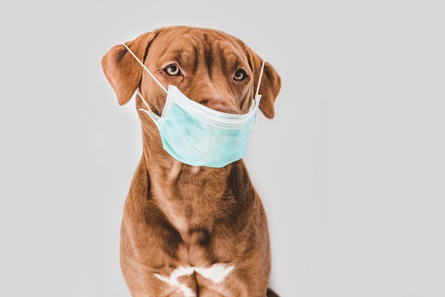 Coronavírus em cães: como é que a doença os afecta e como pode ser prevenida?