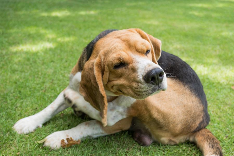 Dermatitis en perros: cómo identificar y tratar la enfermedad