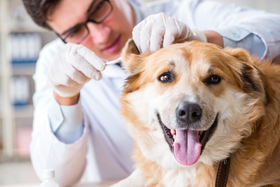 Enfermedad de Lyme en perros y gatos, síntomas y tratamiento