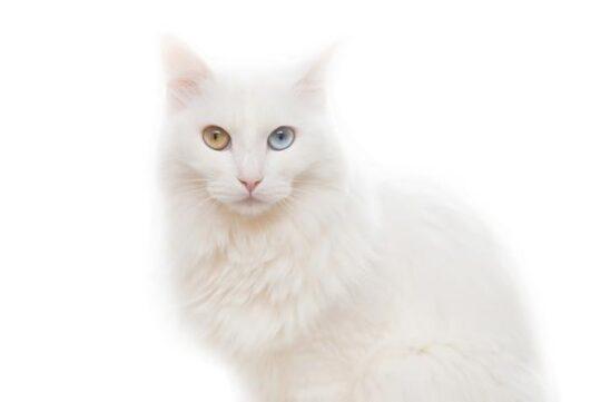 gato persa blanco heterocromia