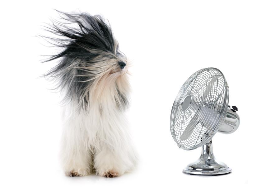 Alerta mascotas: cómo combatir los golpes de calor en perros y gatos