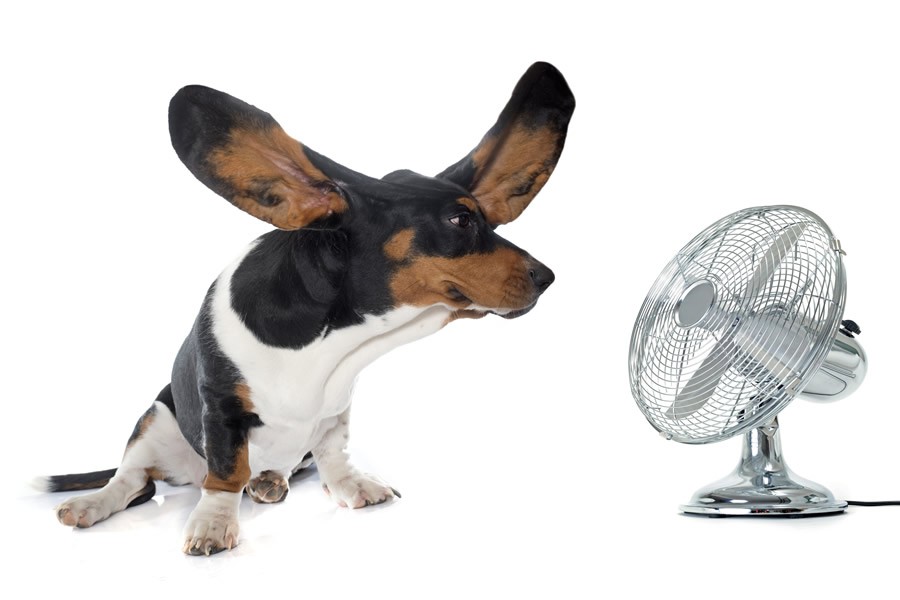 5 consejos para prevenir los golpes de calor en perros