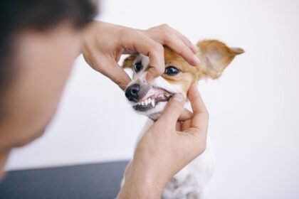 higiene bucodental en perros