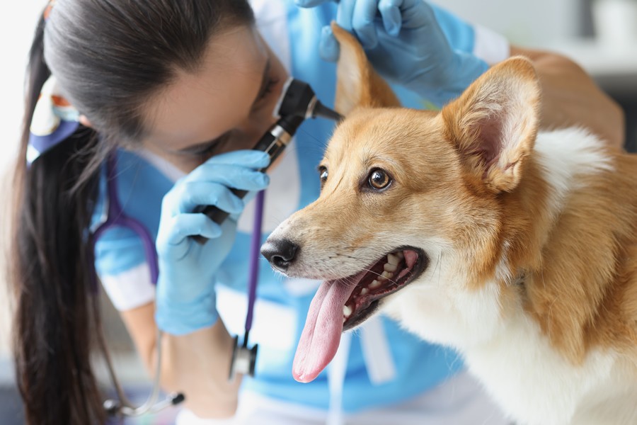 Como prevenir infecções nos ouvidos do seu cão