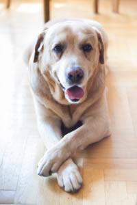 Labrador razas de perros más frecuentes