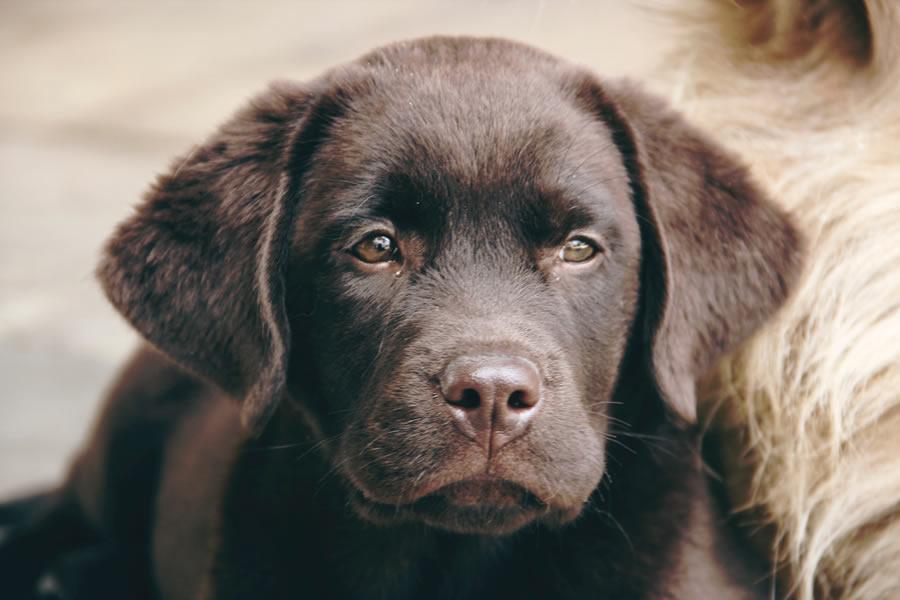 Labrador retriever, características y peculiaridades