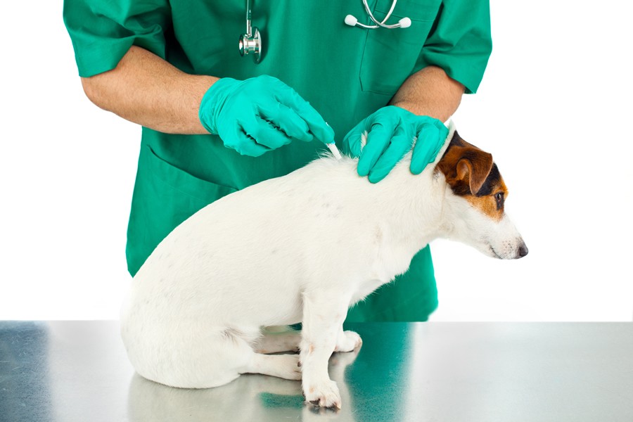 Leishmaniosis en perros, cómo reconocerla