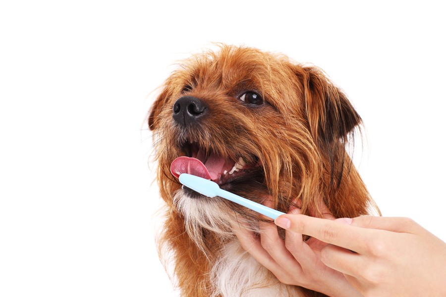 limpiar los dientes de tu perro