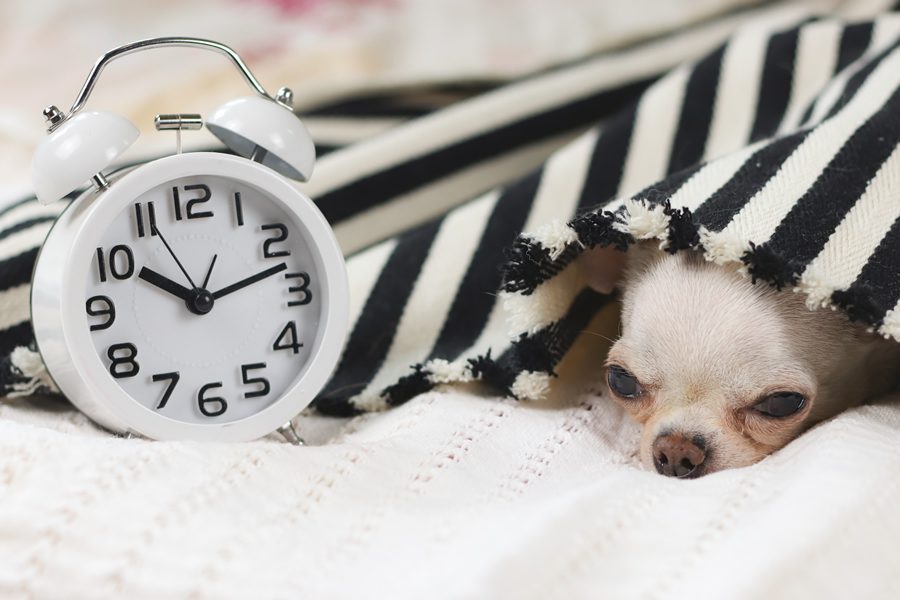 O seu animal de estimação fica stressado com a mudança de hora?