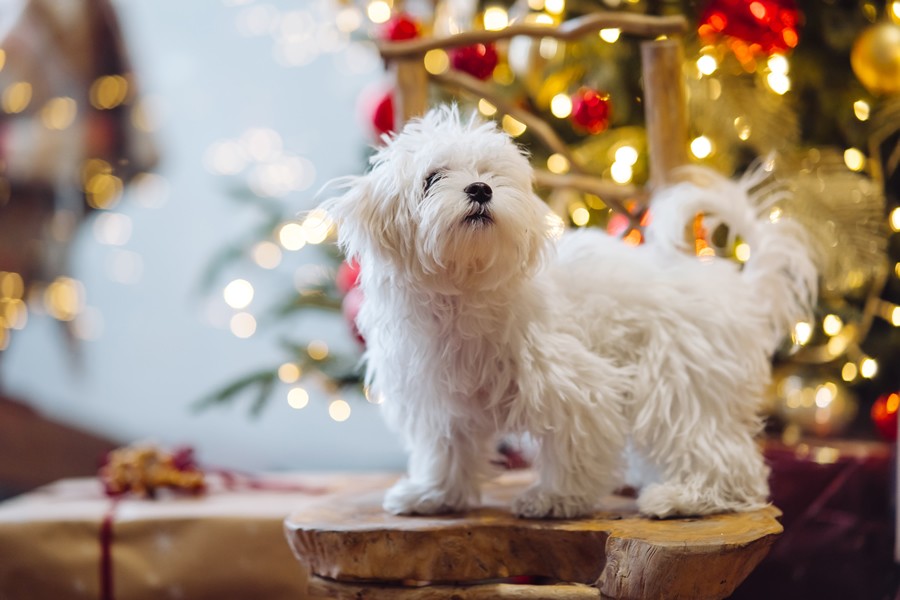 ¿Tu perro se estresa en Navidades? ¡Toma nota de estos consejos!