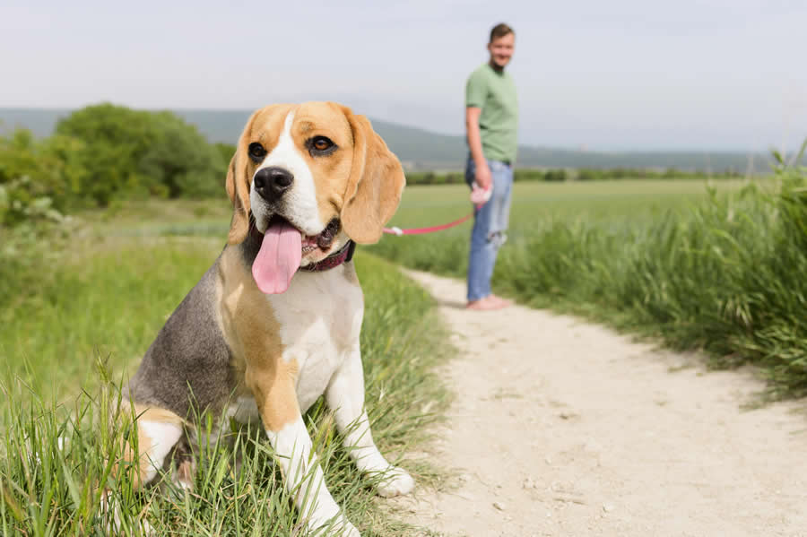 Perros beagle, ideales para familias activas y con niños