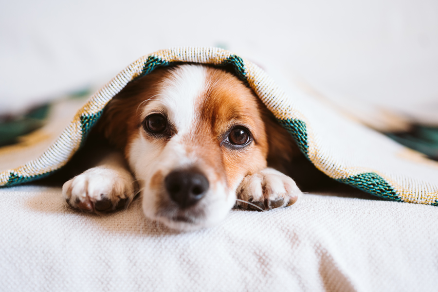 Consejos para proteger a tu perro del frío