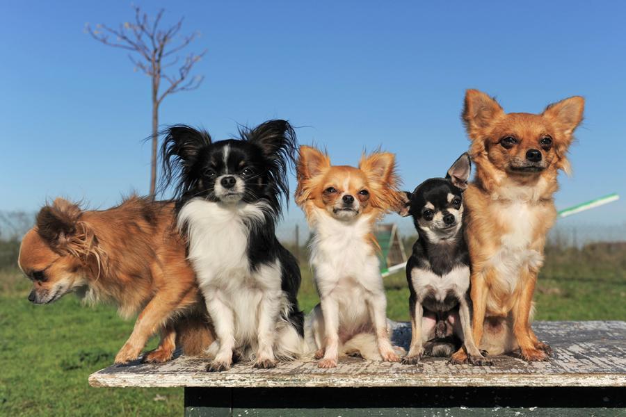 Cuáles son las razas de perros pequeños más solicitadas