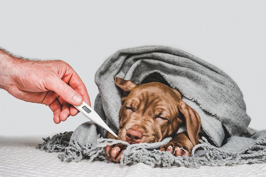 Un invierno de perros: cuidados para tu mascota frente al frío