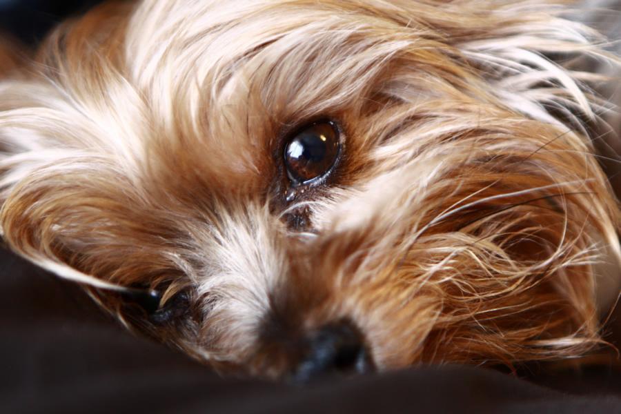 Síndrome de Cushing en perros y gatos, qué es y cuáles son sus síntomas