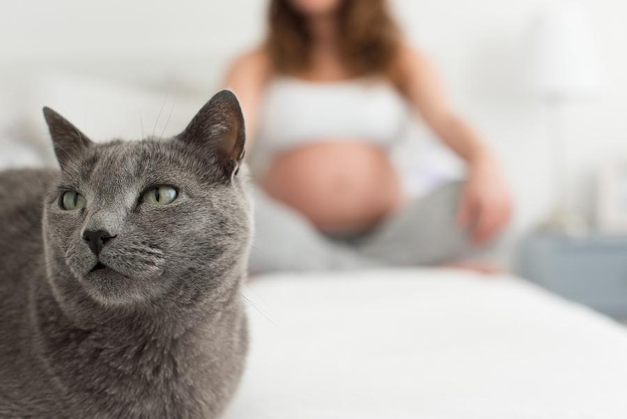 toxoplasmosis embarazo gatos