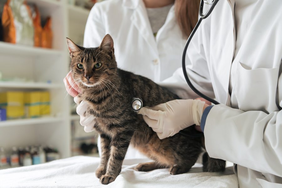 10 Señales de que tu gato necesita ir al veterinario